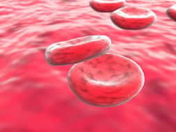 Red Blood Cells.