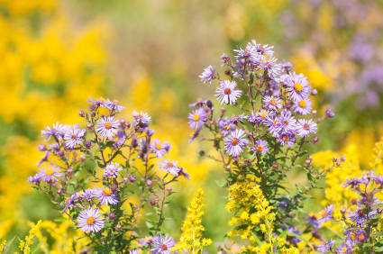 botany scholarships