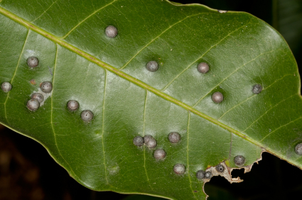 plant pathology scholarships